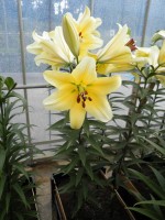 [1742 GoldCity No02.JPG]